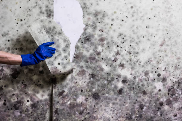 Best Mold Remediation for Specific Building Types in Nazareth, PA